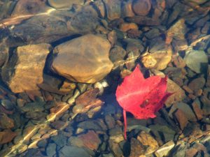 Maple Leaf in Mahone Bay