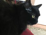 The Studio Cat
