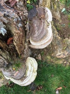 lichen on stump