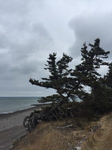 Tree on cliff edge