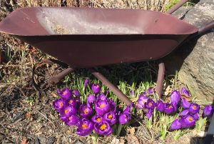 Spring crocuses