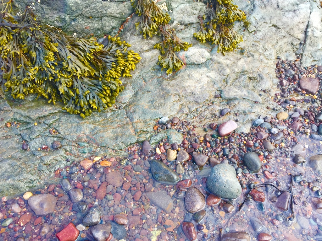 The Tide Pool Wonder